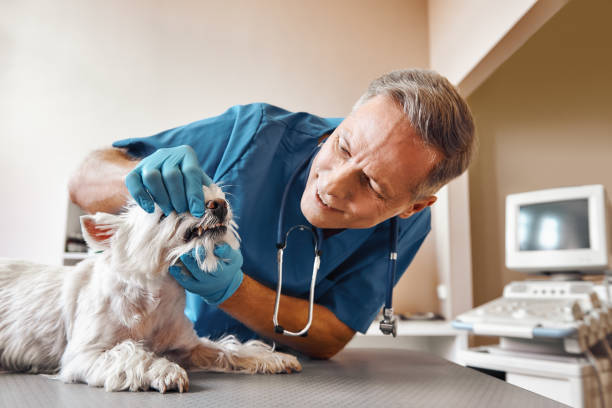 Best Emergency Tooth Extraction in Hobart, WI